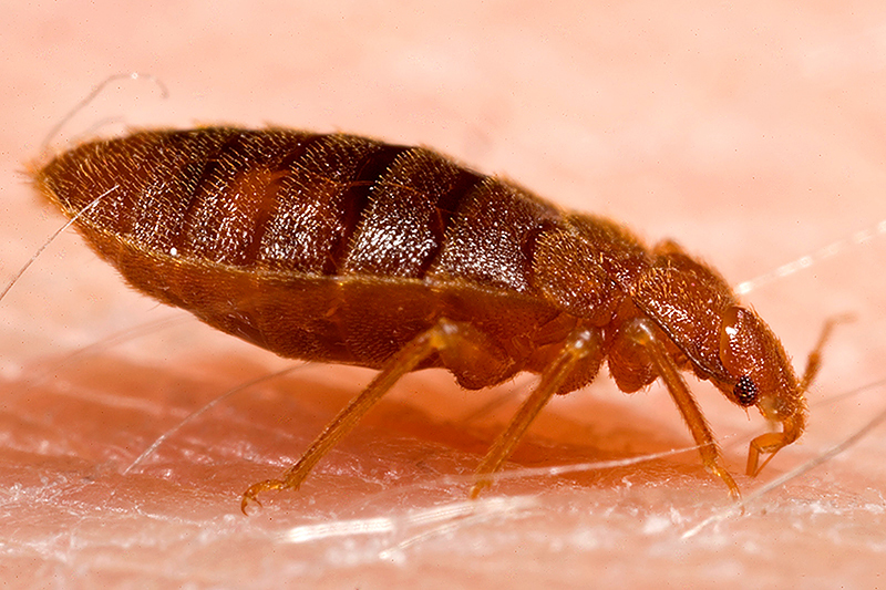 bed bugs