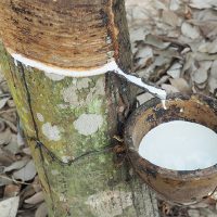 Latex afkomstig van de rubberboom Hevea Brasiliensis