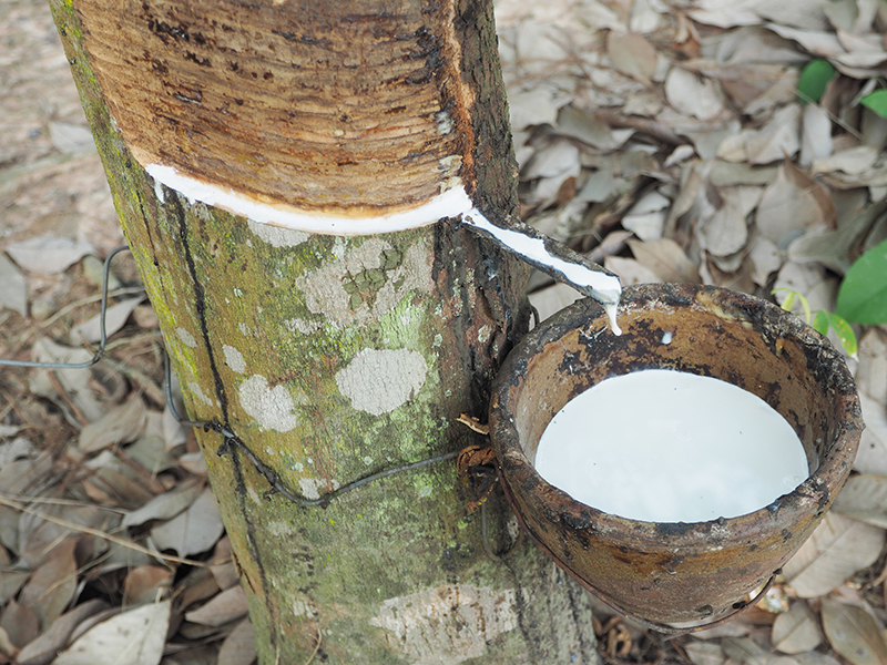 Latex afkomstig van de rubberboom Hevea Brasiliensis