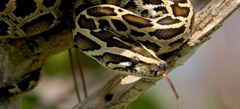 Vrouw wordt door Python gebeten tijdens slaap  Matras.info