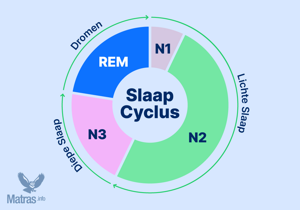 Afbeelding die toont hoe je de verschillende slaapfases doorloopt binnen een slaapcyclus